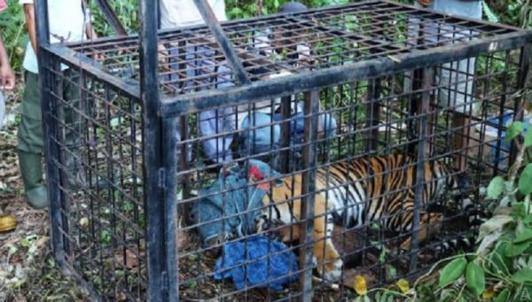 Harimau masuk dalam kandang jebakan (box trap). (Foto: BBKSDA Riau)