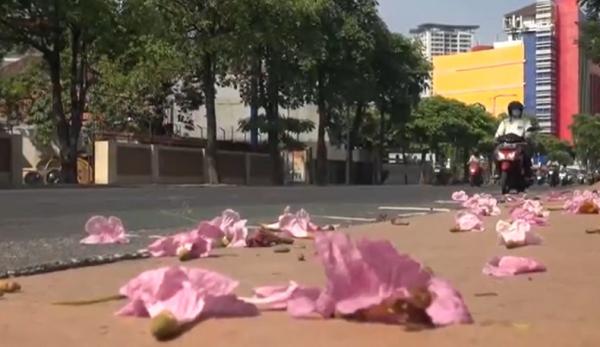 Bunga tabebuya bermekaran di sepanjang jalan-jalan protokol di Kota Surabaya. (Foto: iNews/Rahmat Ilyasan)