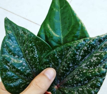 Daun sirih bagi masyarakat Meulaboh jadi makanan khas. (Foto: Instagram)