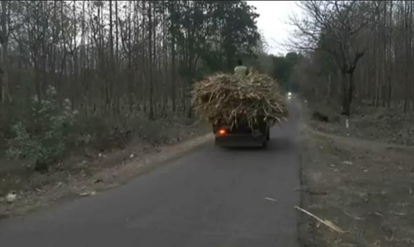 Alas Jati Peteng Tuban terasa sunyi meski siang hari. (Foto: iNews.id/Pipiet Wibawanto).
