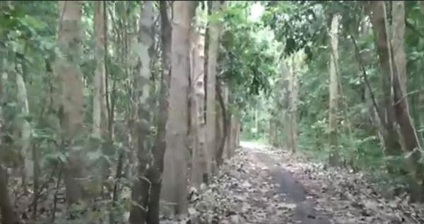 Kawasan Alas Purwo di Banyuwangi. (Foto: MNC Portal/Eris Utomo)