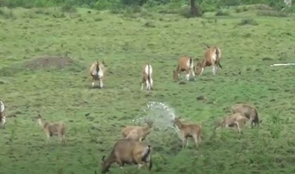 Beragam hewan hidup menyatu di kawasan Alas Purwo, Banyuwangi yang terkenal angker. (Foto: MNC Portal/Eris Utomo)