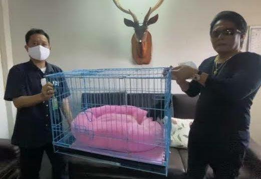 Giri Prasta menyerahkan seekor owa siamang ke BKSDA Bali. (Foto: MNC Portal/Chusna Mohammad)