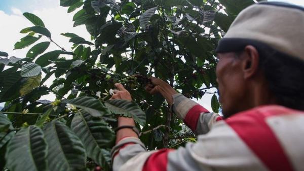 Warga memetik kopi di Kampung Cisadon, Kecamatan Babakan Madang, Kabupaten Bogor, Jawa Barat. (Foto: MNC Peduli)