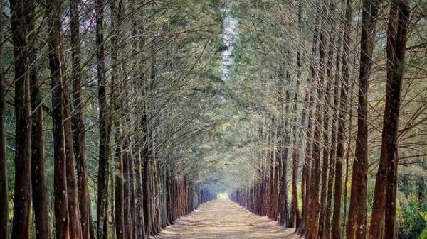 Bangka Botanical Garden. Bangka Botanical Garden. (Foto : Instagram @ayodolan)