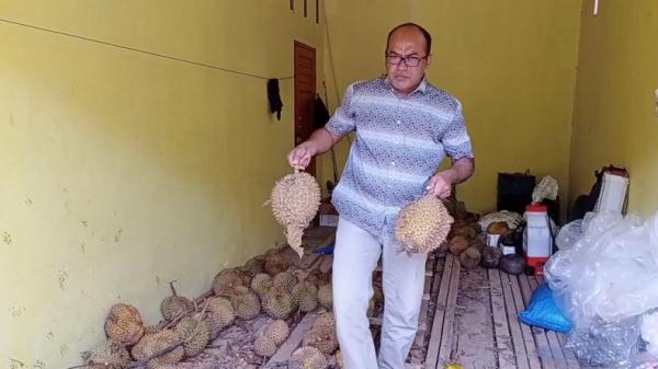 Durian montong Gunung Setan, Ketambe, Aceh Tenggara (Medi Arjuna/MNC Portal)