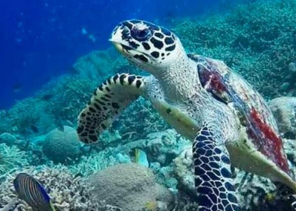 Pulau Kodingareng salah satu dari 10 tempat wisata di Makassar. (Foto: Instagram)