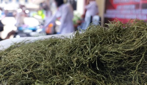 Tembakau sintetis atau tembakau gorila disita Polres Bogor dari Home Industry (Foto: Putra Ramadhani Astyawan)