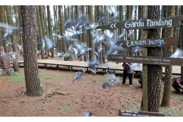 Objek wisata Hutan Pinus Sari Mangunan di Kecamatan Dlingo, Kabupaten Bantul. (Foto : Antara)