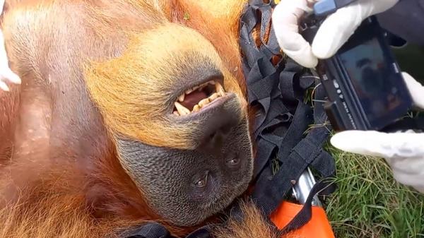 Orang Utan Petugas BKSDA Aceh mengevakuasi dua orang utan Sumatera yang terjebak di perkebunan milik warga di Kabupaten Nagan Raya, Aceh. (Afsah/MNC Portal)