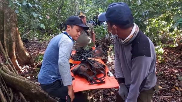 Petugas BKSDA Aceh mengevakuasi dua orang utan Sumatera yang terjebak di perkebunan milik warga di Kabupaten Nagan Raya, Aceh. (Afsah/MNC Portal)