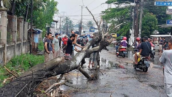 Pohon tumbang di Jalan Aria Putra, Ciputat, Tangerang Selatan (Tangsel), Rabu (29/9/2021). (Foto: Hambali).