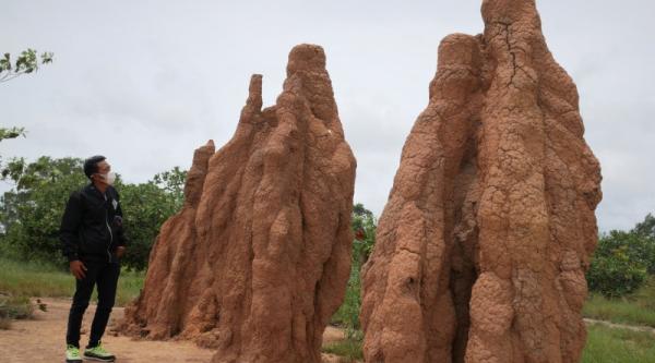 Rumah semut jadi tempat wisata di Merauke. (Foto: Antara).