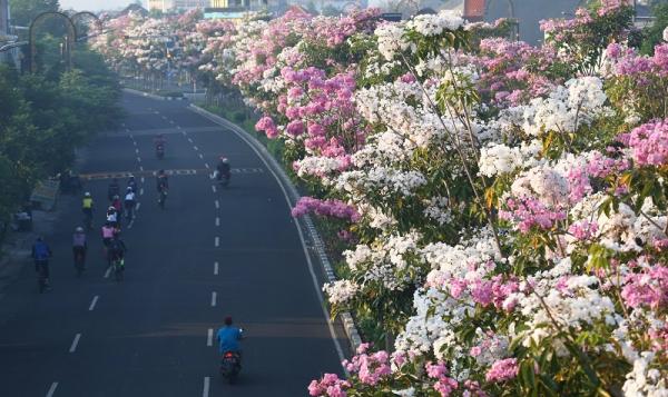 Mekar Lagi, Bunga Tabebuya Percantik Jalanan Kota Surabaya