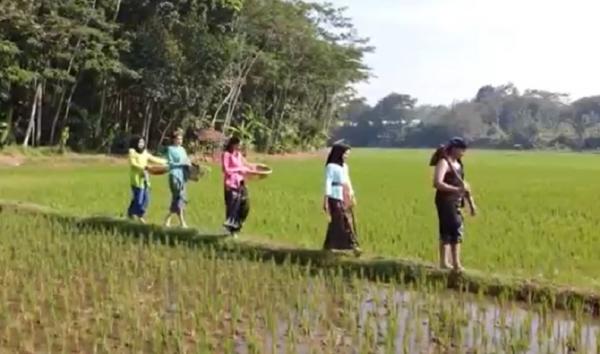 Fashion Show Batik di Sawah-2 Fashion show memperingati Hari Batik Nasional digelar di tengah sawah, Semarang, Jawa Tengah. (Foto: iNews/Taufik Budi)