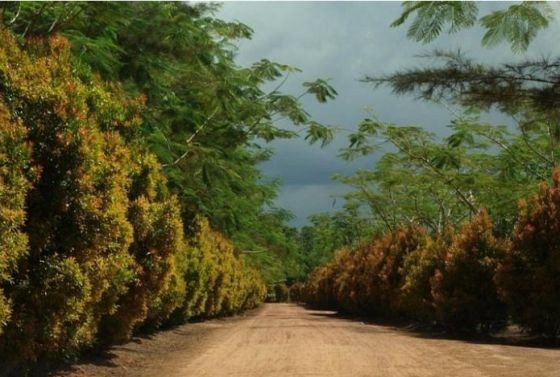 Bangka Botanical Garden Pangkalpinangkota Go Karopenmas Divisi Humas Polri Brigadir Jenderal Rusdi Hartono saat konferensi pers di Gedung Divisi Humas Polri, Jakarta Selatan, Senin (4/10/2021).