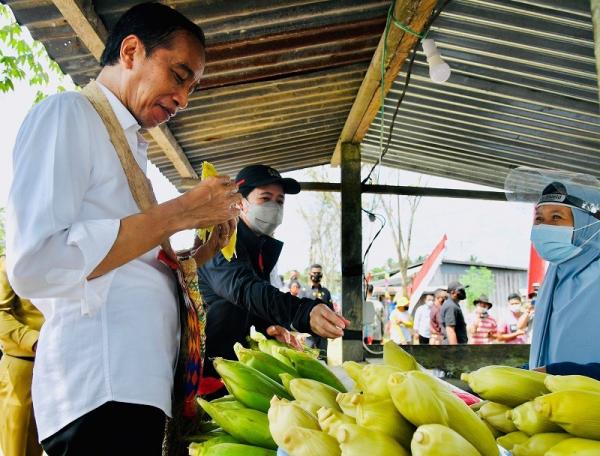 Presiden Joko Widodo menimati jagung manis rebus seusai menanam benih jagung bersama petani di Kelurahan Klamesen, Kecamatan Mariat, Kabupaten Sorong, Papua Barat, Senin (4/10/2021). 