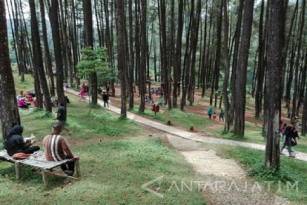Hutan Pinus Nongko Ijo merupakan satu di antara 10 tempat wisata di Madiun Jawa Timur yang asyik untuk berlibur. (antara).