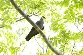 Pulau Baun Burung Cendrawasih Kuning, di Pulau Baun, Kepulauan Aru, Maluku. (Foto: Istimewa)