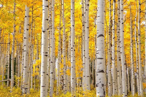 Aspen Colorado Pegunungan Aspen, di Negara Bagian Colorado, Amerika Serikat, menjadi tempat wisata musim gugur yang selalu masuk daftar top list para wisatawan.