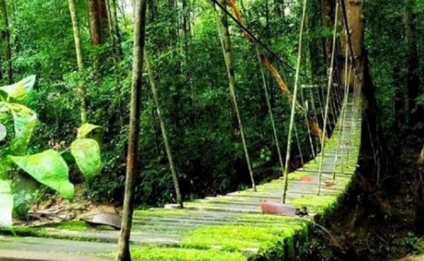 Gunung Palung National Park. (Foto: Instagram @backpackerjakarta)
