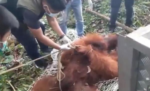 Evakuasi rangutan jantan di kawasan Bandara Iskandar Pangkalan Bun, Kalimantan Tengah. (Foto: iNews/Sigit Dzakwan)