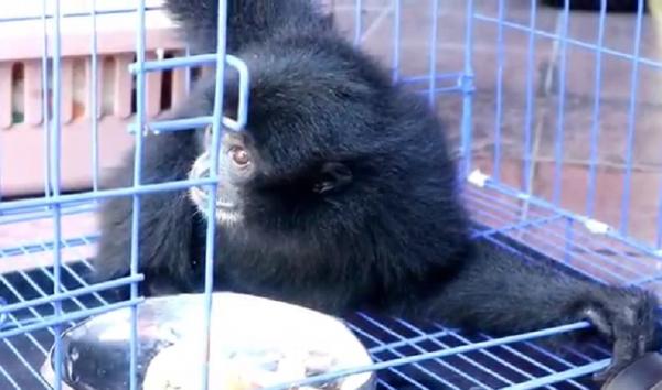 Owa Siamang Bali Seekor owa siamang yang dikembalikan BKSDA Bali ke habitatnya di Sumatera Barat. (Foto: iNews/Bona Jaya)