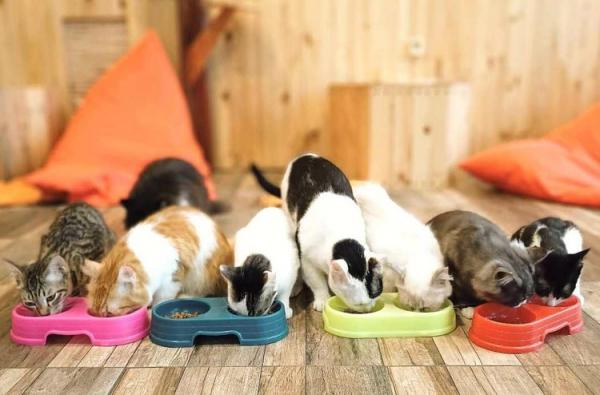 Neko Kepo Neko Kepo Copi Cat jadi tempat Nongkrong dekat Jogja yang cocok bagi penggemar kucing. (Foto: IG/Neko Kepo Kopi Cat)