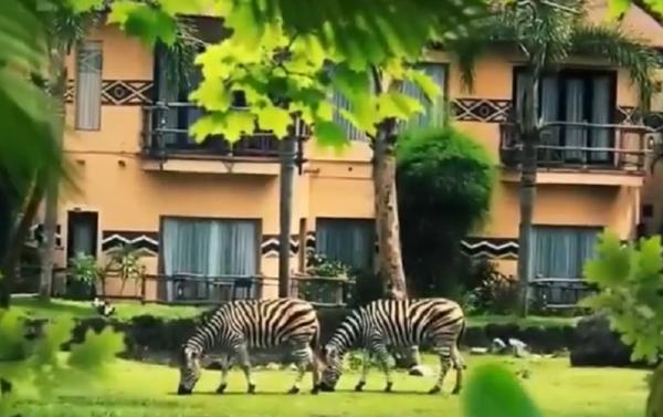 Mara River Safari Lodge, Gianyar, Bali. (Foto: Instagram @marariversaarilodge)