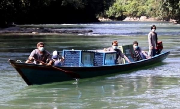 Pelepasliaran 3 ekor orangutan betina di Taman Nasional Betung Kerihun (TNBK) di Kapuas Hulu, Kalimantan Barat. (Foto: TNBKDS Kapuas Hulu)