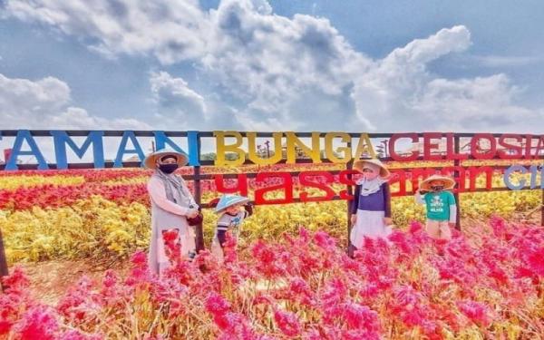 Kampung Wisata Ya Saman Cindo Kampung Wisata Ya Saman Cindo ini menawarkan keindahan Taman Bunga Celosia. (Foto: Instagram)