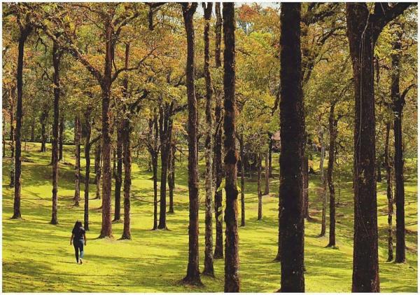 Kebun Raya Bedugul Bali 1 Kintamani Kebun Raya Bedugul