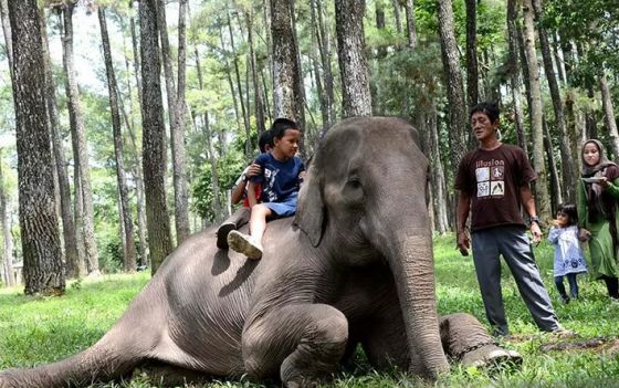 hutan wisata punti kayu (Foto: Antara)