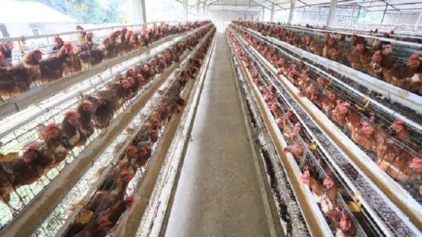 Petani milenial di Lombok Petani milenial Putu Dicka Witrayana di Desa Suranadi, Lombok Barat, Nusa Tenggara Barat (NTB) sukses menjadi peternak ayam petelur dengan omset capai miliaran. (Foto: ist)