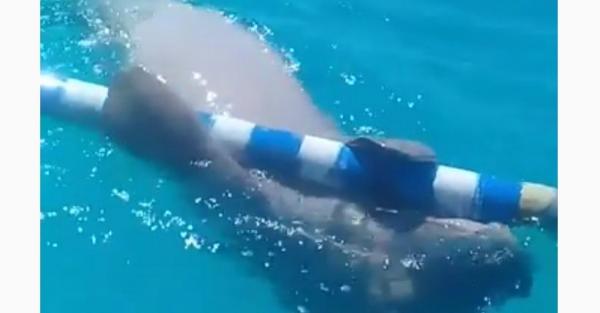 Alor Kenalkan Keunikan Alam lewat Festival Dugong