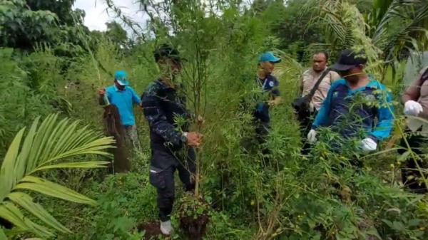 BNN Provinsi Aceh memusnahkan 3,5 hektare ladang ganja di kawasan pegunungan Aceh Besar (Taufan Mustafa/MNC Portal)