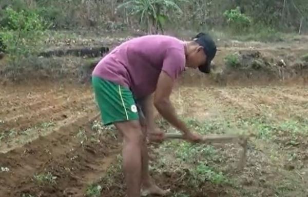Teuku Tegar Abadi, atlet peraih medali emas PON XX Papua asal Tuban harus kembali mencangkul di ladang untuk memenuhi kebutuhan hidupnya. (Foto: iNews TV/Pipiet Wibawanto)
