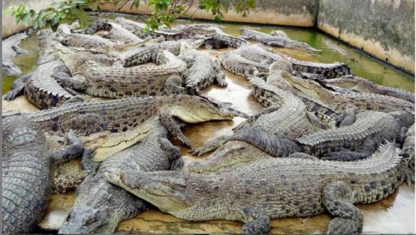 Penangkaran Buaya Asam Kumbang Penangkaran Buaya Asam Kumbang. (Foto: Instagram/aurelianurlintang)