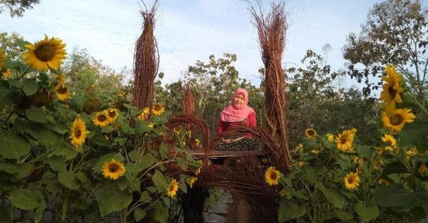 Taman Bunga Matahari Nawari yang banyak ditumbuhi oleh bunga matahari ini menyimpan spot-spot foto menarik bagi pengunjung. (Foto : vita_nyunt2)