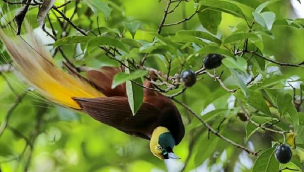Burung Cendrawasih Burung Cendrawasih di Wasur National Park. (Foto: Instagram/hesco_la_hisa)