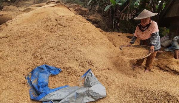 Menakar Peluang Indonesia Menuju Swasembada Pangan