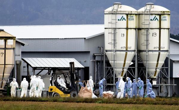 Dalam 3 Bulan, Hampir 7,3 Juta Ayam Dimusnahkan di Jepang gara-gara Flu Burung