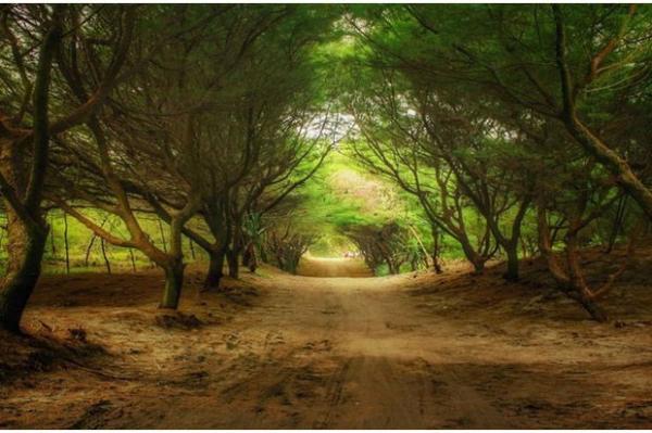 Cemoro Sewu Pintu masuk Pantai Cemara Sewu, Bantul. (Foto : Ist)