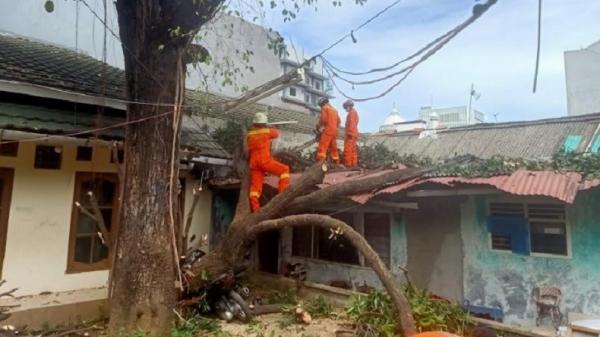 Pohon besar tumbang menimpa rumah warga dan sepeda motor di kawasan Utan Kayu Utara, Jakarta Timur, Jumat (12/11/2021). (Foto: Okto Rizki Alpino).