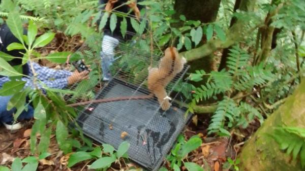 Kukang Satwa dilindungi Kukang saat akan dilepasliarkan di Hutan Biologi Unand, Padang, Sumbar (Jefli Oktari/MNC Portal)