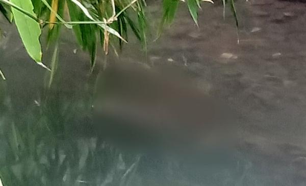 Mayat Bayi Mengapung Di Sungai Gegerkan Warga Sukun Malang