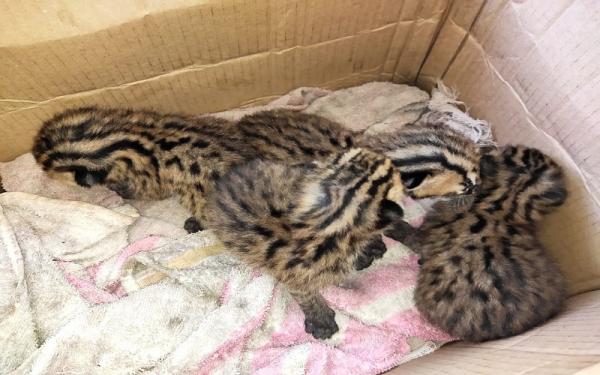 Warga Kamang Magek Temukan 4 Ekor Bayi Kucing Kuwuk di Sawah Bekas Panen