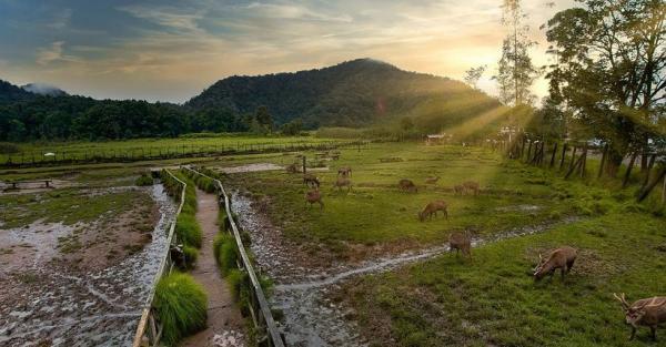 Ide Wisata Ke Ranca Upas Bandung, Asyik Ada Penangkaran Rusa Hingga ...