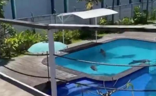 2 Ekor lumba-lumba di Bali Exotic Marine Park mati dalam kondisi tragis. (Foto: MNC/Chusna)