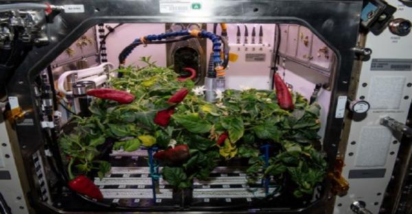 Space Station Astronaut Picks Chili for the Second Time